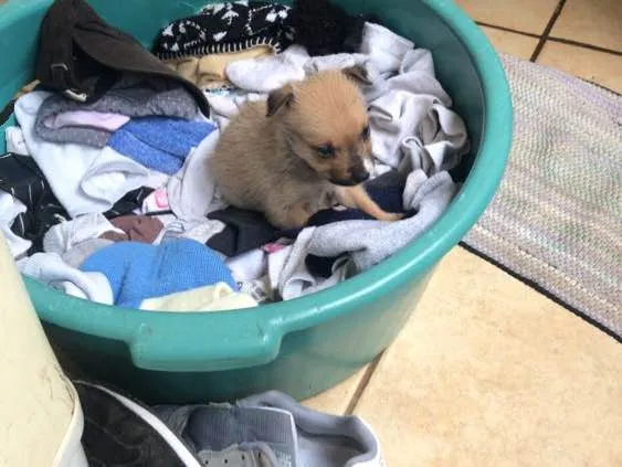 Cachorro ra a Indefinida idade Abaixo de 2 meses nome Lili