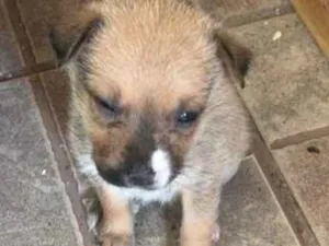 Cachorro raça Indefinida idade Abaixo de 2 meses nome Lili