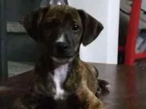 Cachorro raça srd idade 2 a 6 meses nome Melissa