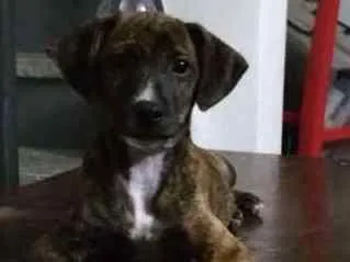 Cachorro ra a srd idade 2 a 6 meses nome Melissa