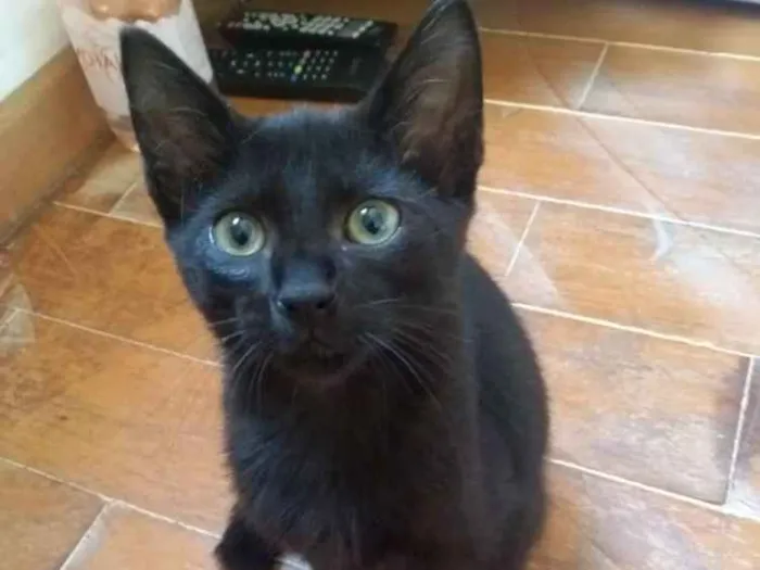 Gato ra a SRD idade 2 a 6 meses nome Nino