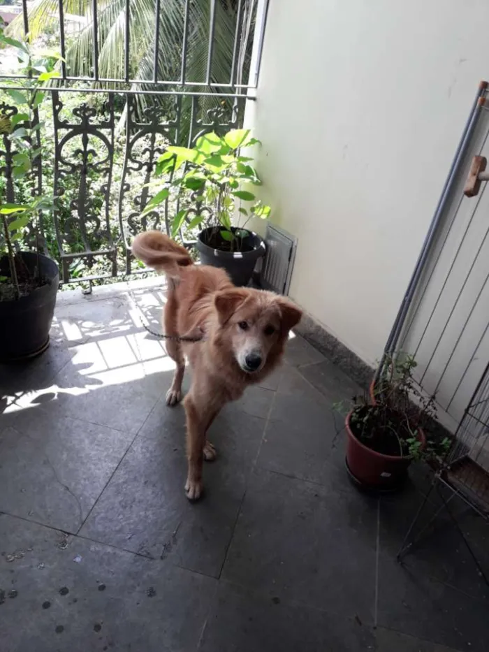 Cachorro ra a Cold Retriver idade 7 a 11 meses nome Halfe