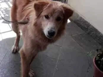 Cachorro ra a Cold Retriver idade 7 a 11 meses nome Halfe