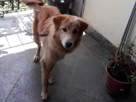 Cachorro ra a Cold Retriver idade 7 a 11 meses nome Halfe