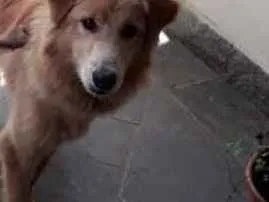 Cachorro ra a Cold Retriver idade 7 a 11 meses nome Halfe