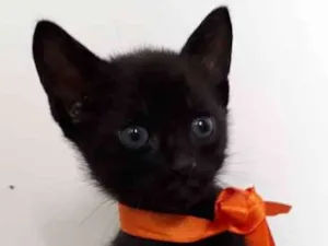 Gato raça Siamês  idade Abaixo de 2 meses nome Abel