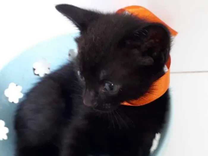 Gato raça Siamês  idade Abaixo de 2 meses nome Abel