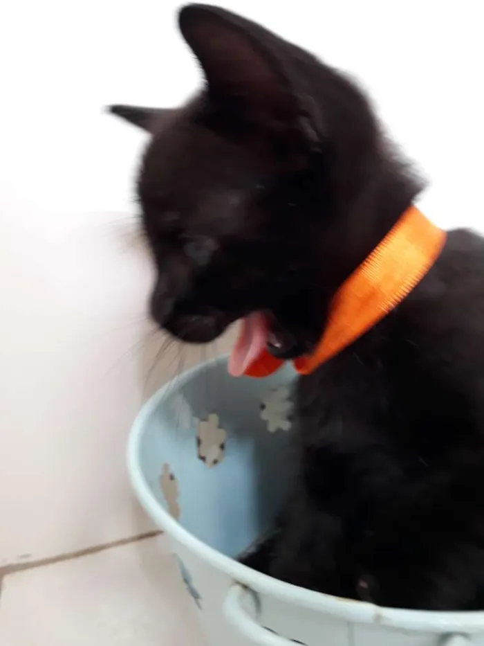 Gato raça Siamês  idade Abaixo de 2 meses nome Abel