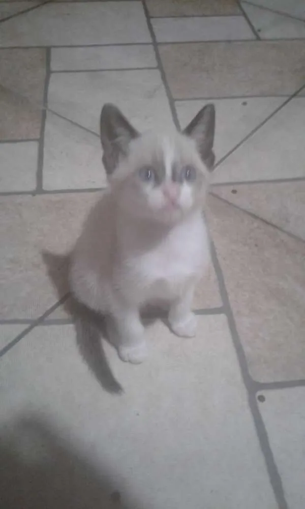 Gato ra a srd idade 2 a 6 meses nome xuxa e tingo