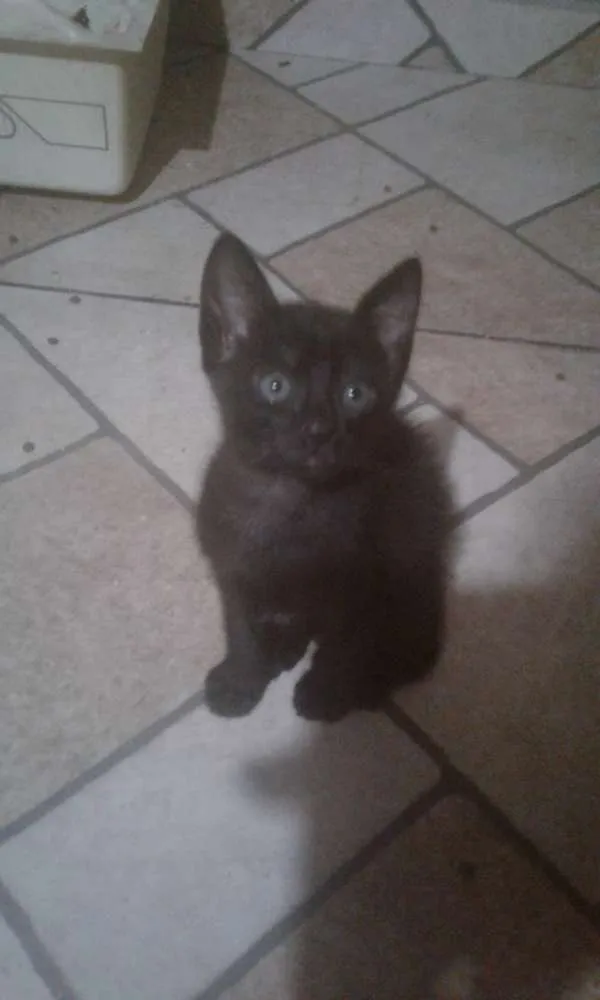 Gato ra a srd idade 2 a 6 meses nome xuxa e tingo
