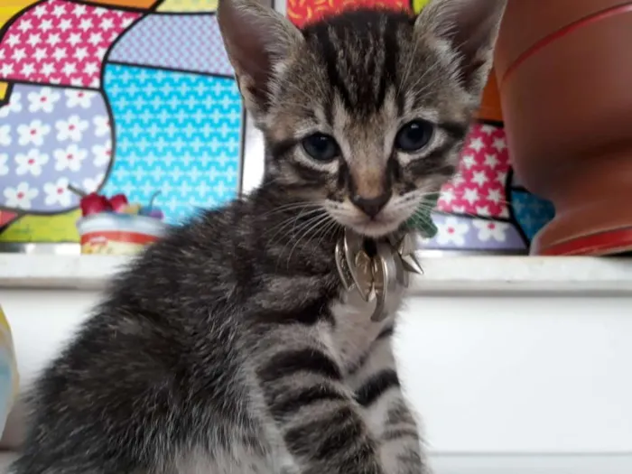 Cachorro raça Siamês  idade Abaixo de 2 meses nome Bylu