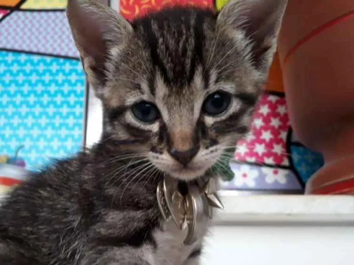 Cachorro raça Siamês  idade Abaixo de 2 meses nome Bylu