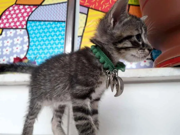 Cachorro raça Siamês  idade Abaixo de 2 meses nome Bylu