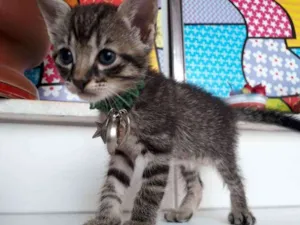 Cachorro raça Siamês  idade Abaixo de 2 meses nome Bylu