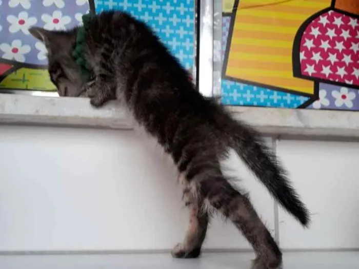 Cachorro raça Siamês  idade Abaixo de 2 meses nome Bylu