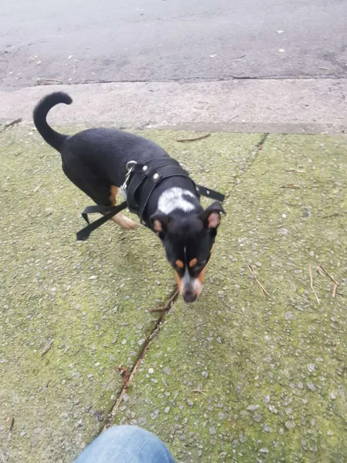 Cachorro raça Srd idade 7 a 11 meses nome Mel