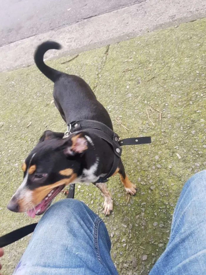 Cachorro raça Srd idade 7 a 11 meses nome Mel