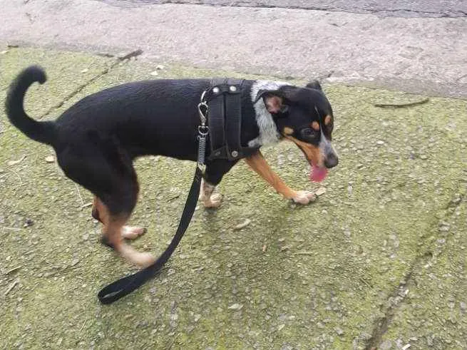 Cachorro raça Srd idade 7 a 11 meses nome Mel