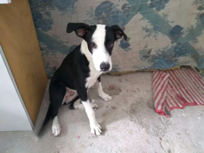 Cachorro ra a vira latas idade 2 a 6 meses nome princesa