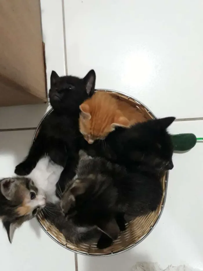 Gato raça Siamês  idade Abaixo de 2 meses nome Bella, Ox, Bob, Abel