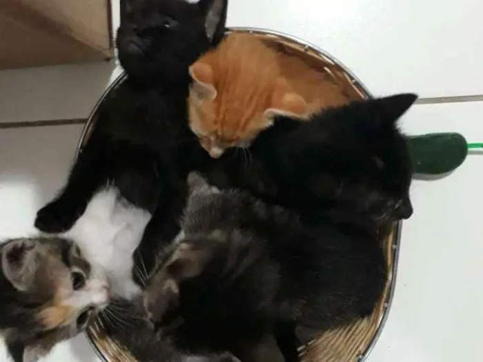 Gato raça Siamês  idade Abaixo de 2 meses nome Bella, Ox, Bob, Abel