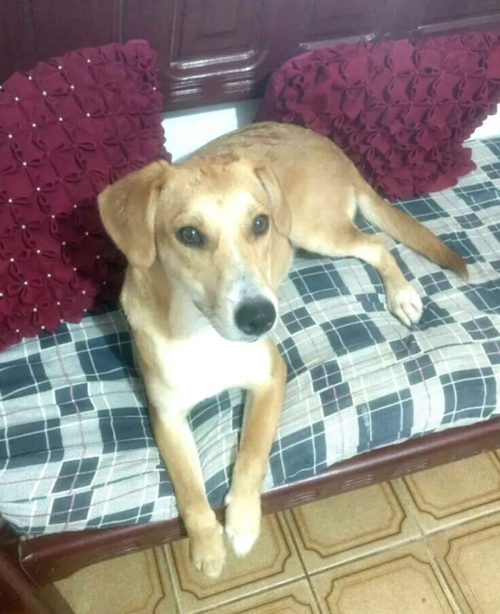 Cachorro ra a  idade 7 a 11 meses nome Mel