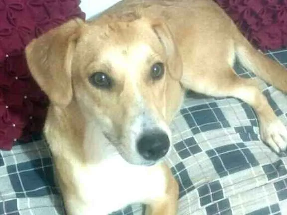 Cachorro ra a  idade 7 a 11 meses nome Mel