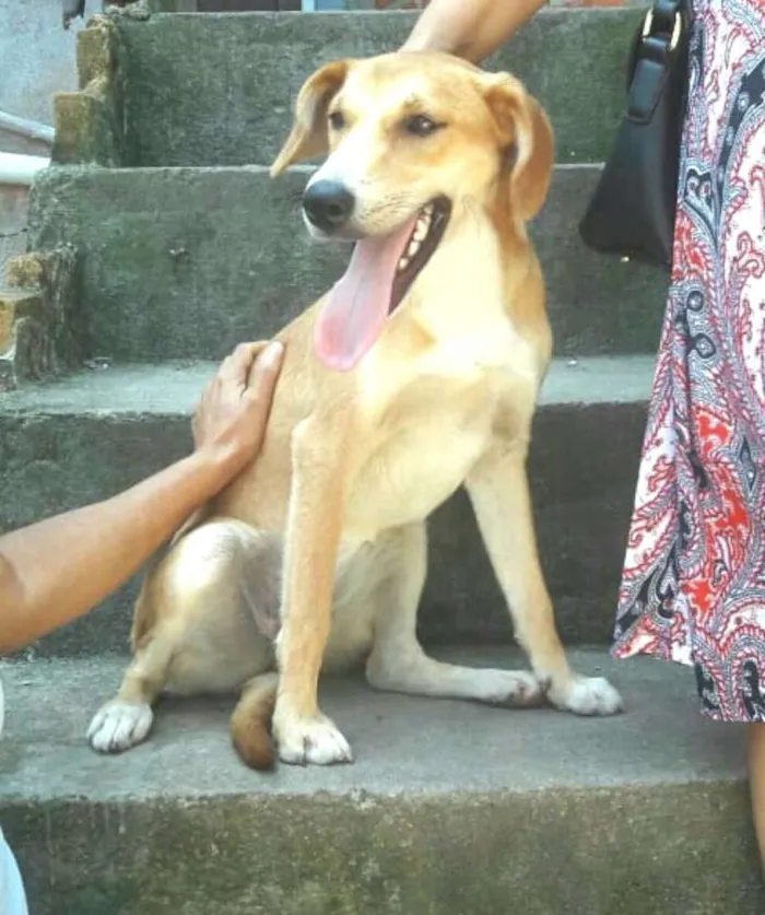 Cachorro ra a  idade 7 a 11 meses nome Mel