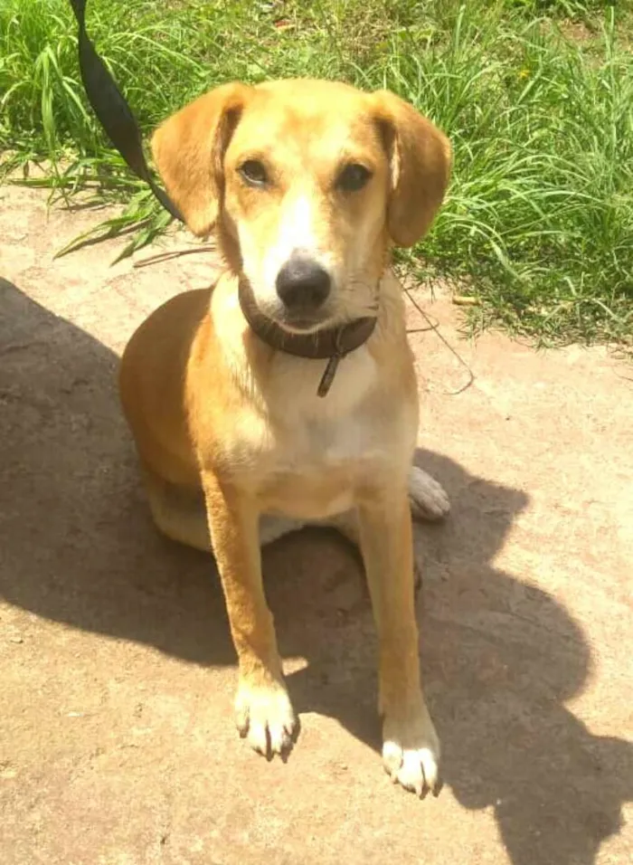 Cachorro ra a  idade 7 a 11 meses nome Mel