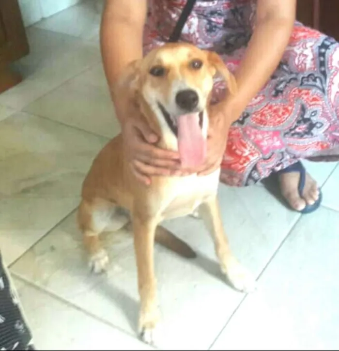 Cachorro ra a  idade 7 a 11 meses nome Mel