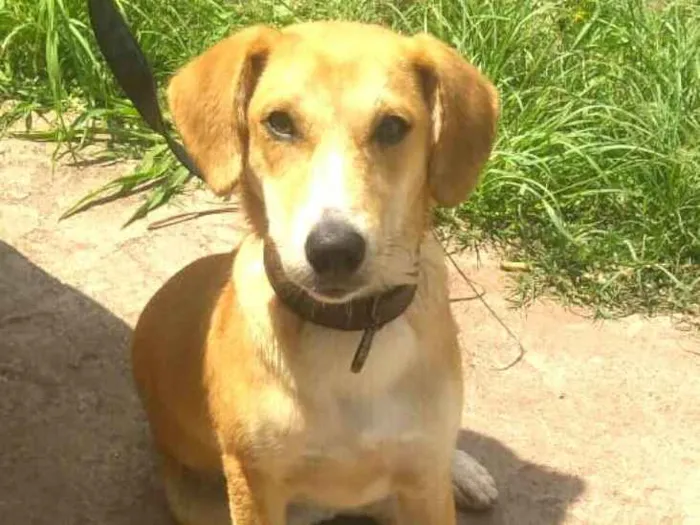 Cachorro ra a  idade 7 a 11 meses nome Mel
