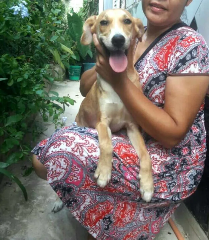 Cachorro ra a  idade 7 a 11 meses nome Mel