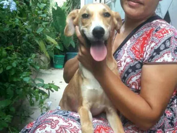Cachorro ra a  idade 7 a 11 meses nome Mel