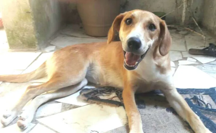 Cachorro ra a  idade 7 a 11 meses nome Mel