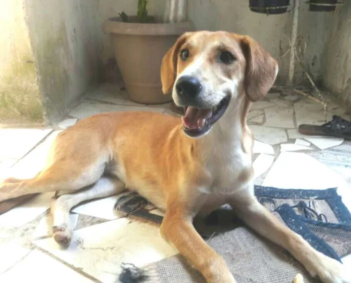 Cachorro ra a  idade 7 a 11 meses nome Mel