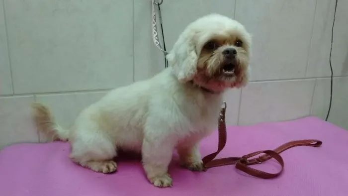 Cachorro ra a shitzu idade 6 ou mais anos nome Alemao