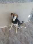 Petruquio