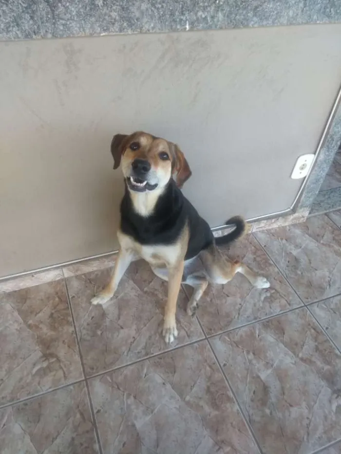 Cachorro raça Vira lata idade 5 anos nome Petruquio