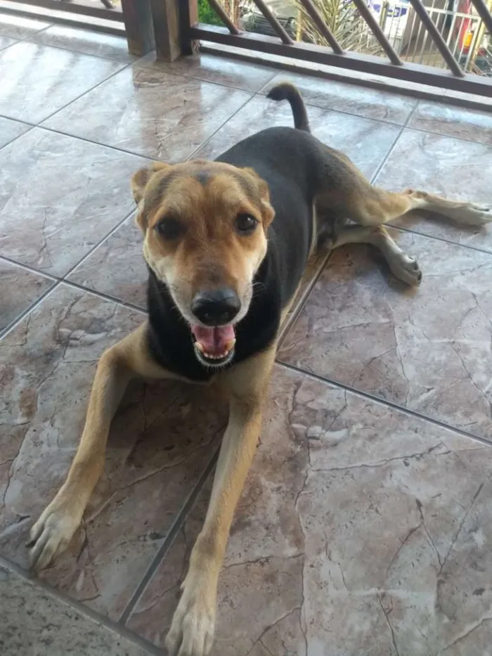 Cachorro raça Vira lata idade 5 anos nome Petruquio