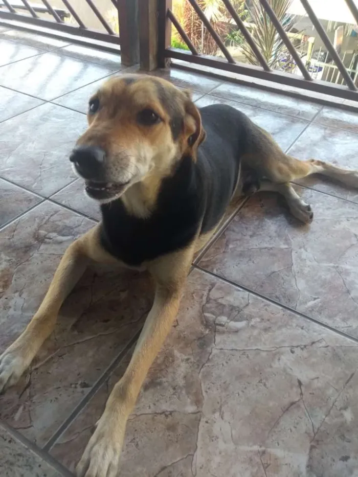 Cachorro raça Vira lata idade 5 anos nome Petruquio