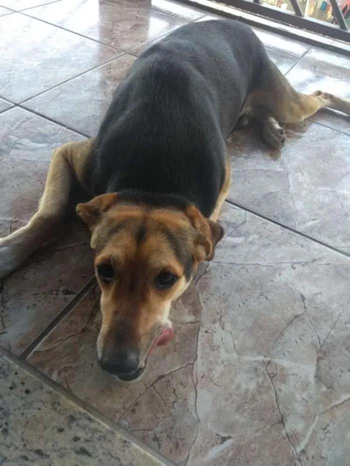 Cachorro raça Vira lata idade 5 anos nome Petruquio