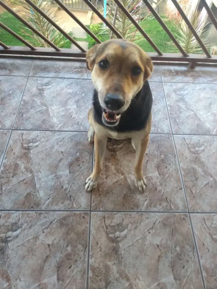 Cachorro raça Vira lata idade 5 anos nome Petruquio