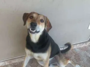 Cachorro raça Vira lata idade 5 anos nome Petruquio