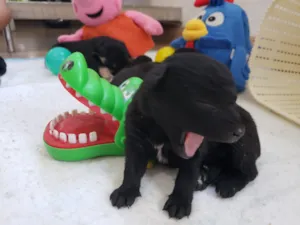 Cachorro raça Vira lata idade Abaixo de 2 meses nome Sem nome