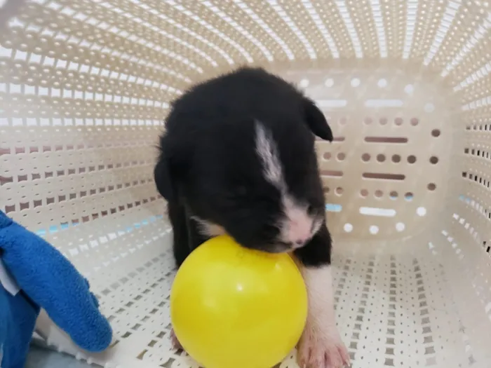 Cachorro ra a Vira lata idade Abaixo de 2 meses nome Sem nome