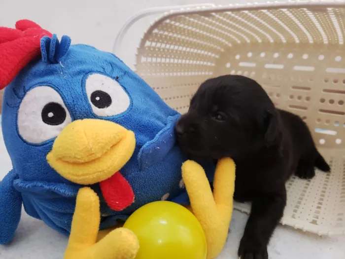 Cachorro ra a Vira lata idade Abaixo de 2 meses nome Sem nome