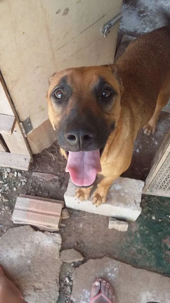 Cachorro ra a Vira Lata idade 1 ano nome Polly