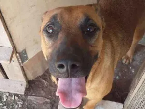 Cachorro raça Vira Lata idade 1 ano nome Polly