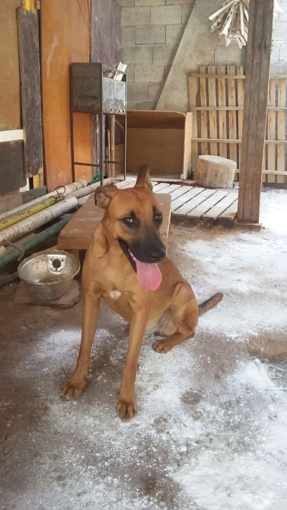 Cachorro ra a Vira Lata idade 1 ano nome Polly