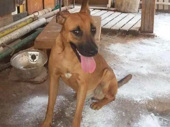 Cachorro ra a Vira Lata idade 1 ano nome Polly